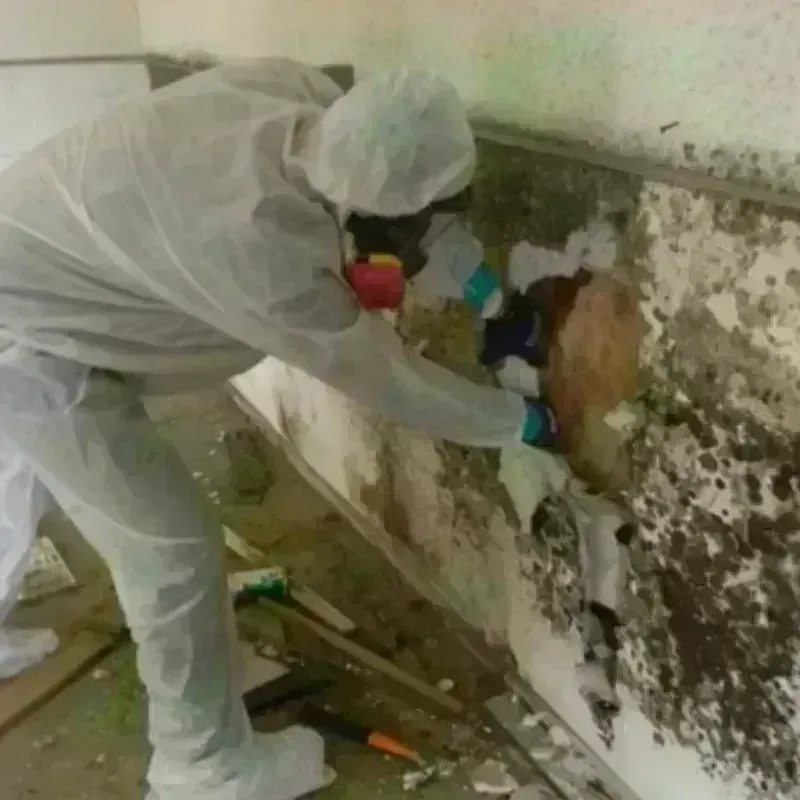 Mold Remediation and Removal in Barren County, KY